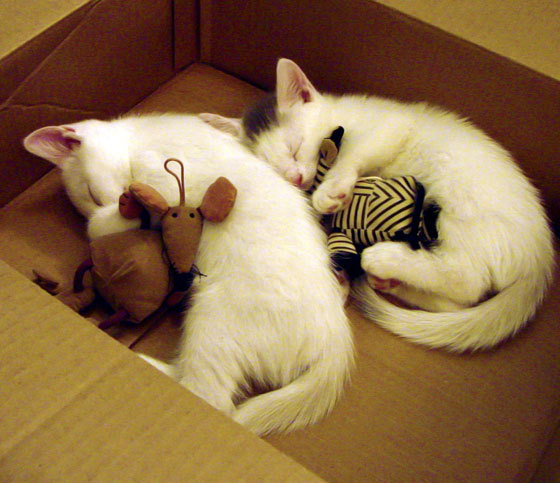 鏖战中的魔咒，当瑞典队遭遇归化少年张本智和的统治力