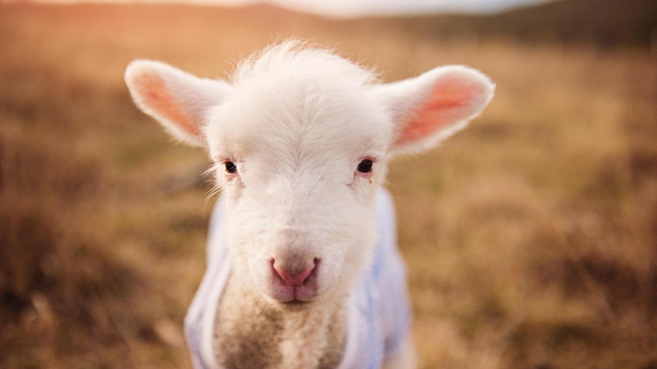 太阳从西边升起？米切尔末节狂飙20分导演快船逆转神话