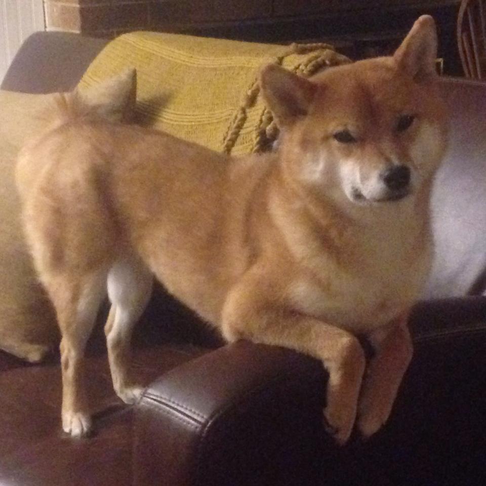 韩国队轻取日本队，黄鸭组合刷新纪录，青春风暴如何击碎羽坛宿命？