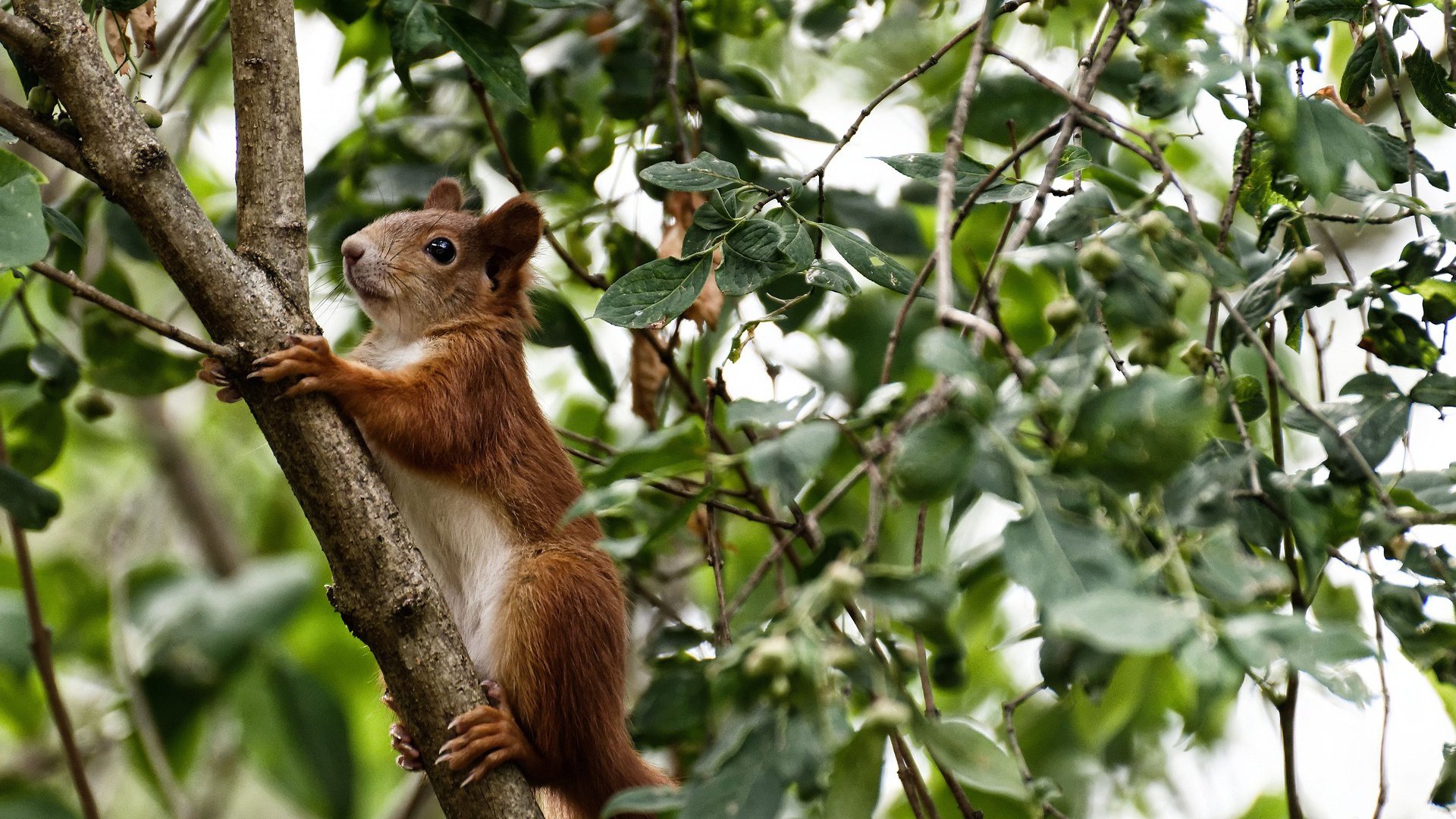 单骑救主的幻灭,武切维奇爆发背后,爵士的铁血压制如何扼杀山西的最后野望