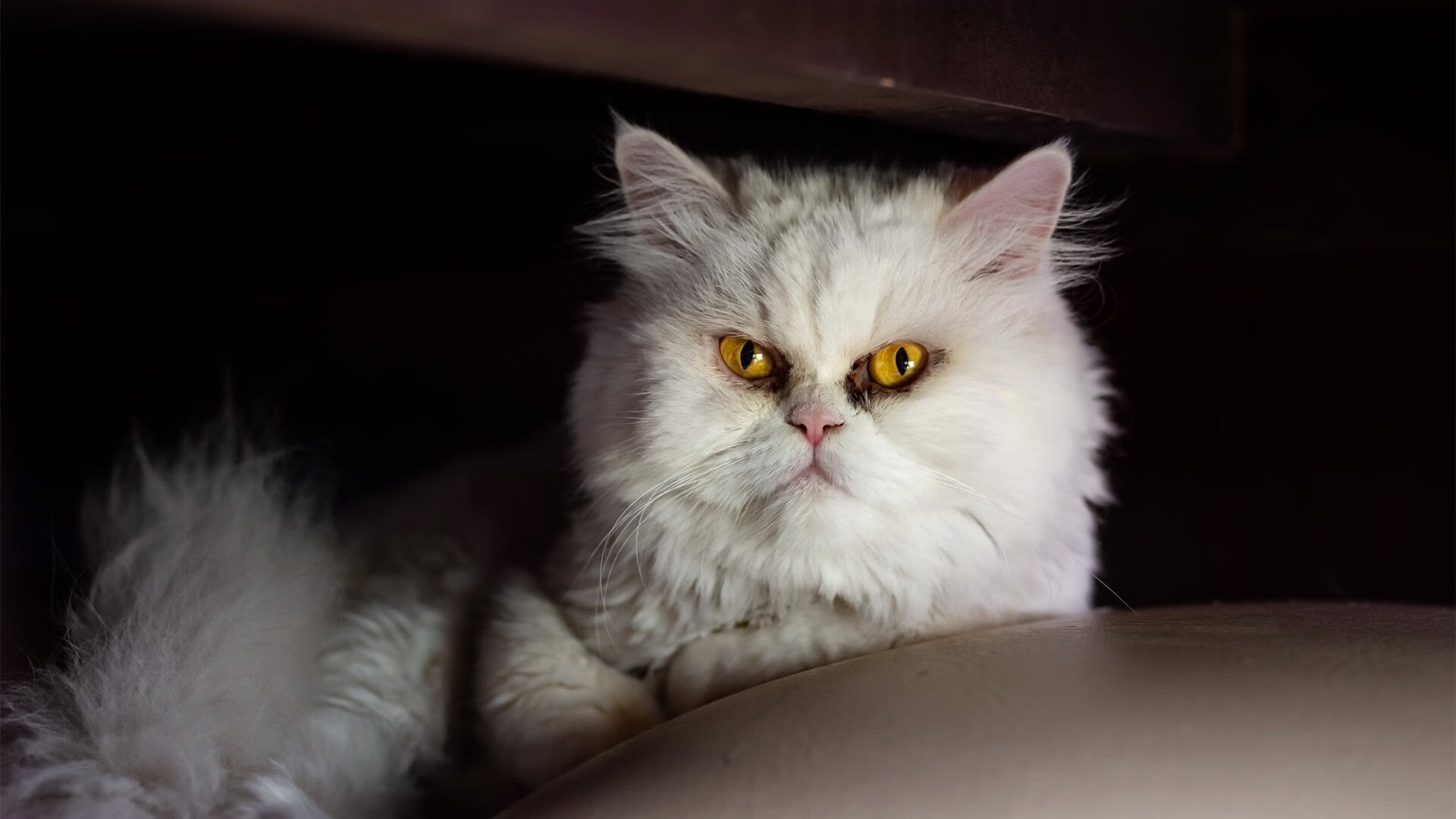 锋刃出鞘，卡拉斯科奥运前哨战独舞斩落高原雄鹰