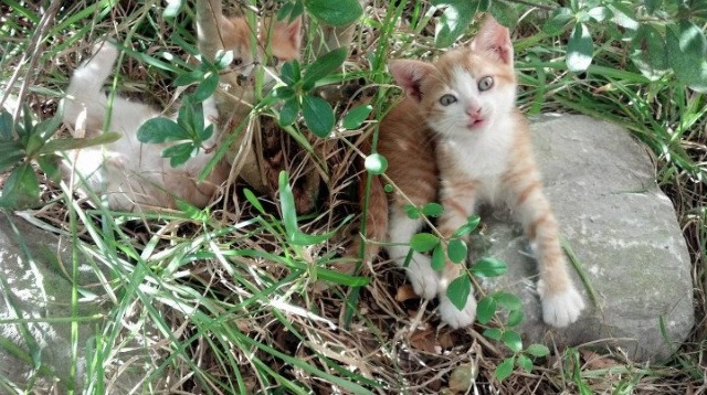 唯一性之战，恩比德关键节点连续得分，老鹰完胜雄鹿彰显统治力