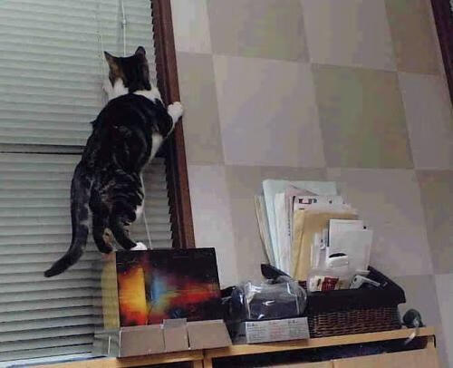 反常识的足球迷雾,阿森纳俱乐部式全面压制哥斯达黎加,迪马利亚竟成关键先生