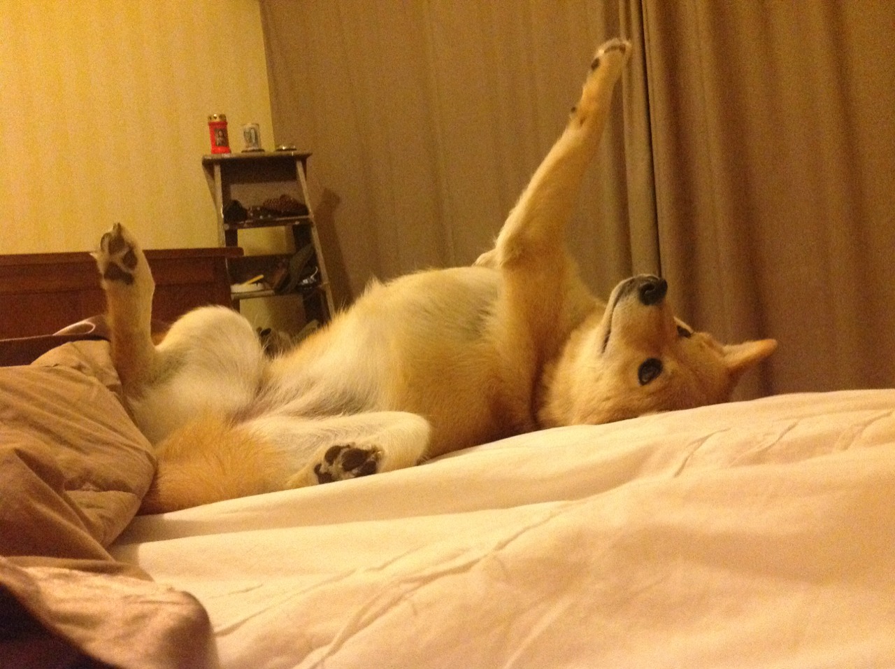 伦纳德比赛走势一手掌控,上海队收割76人