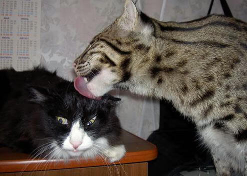 绝境之王!凯塞多加时赛定乾坤,雷恩力克尼日利亚