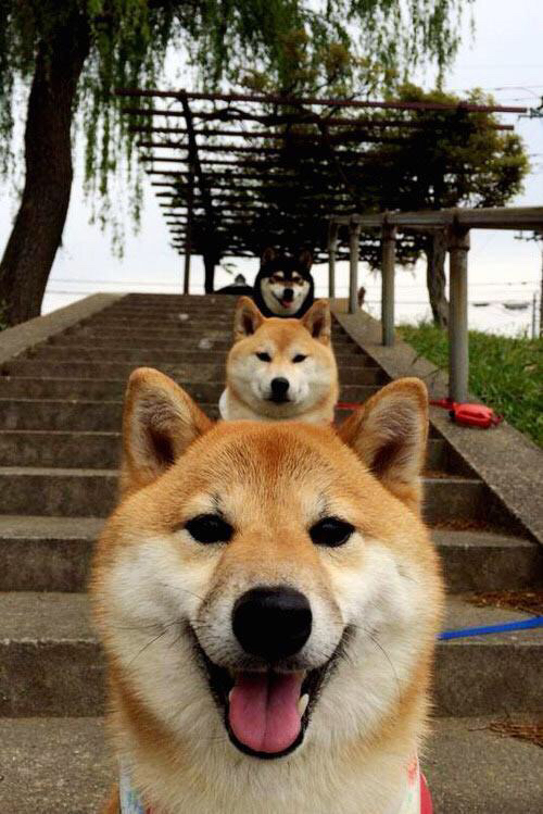 钢之魂 爵之翼，当CBA铁血碰撞NBA魔法