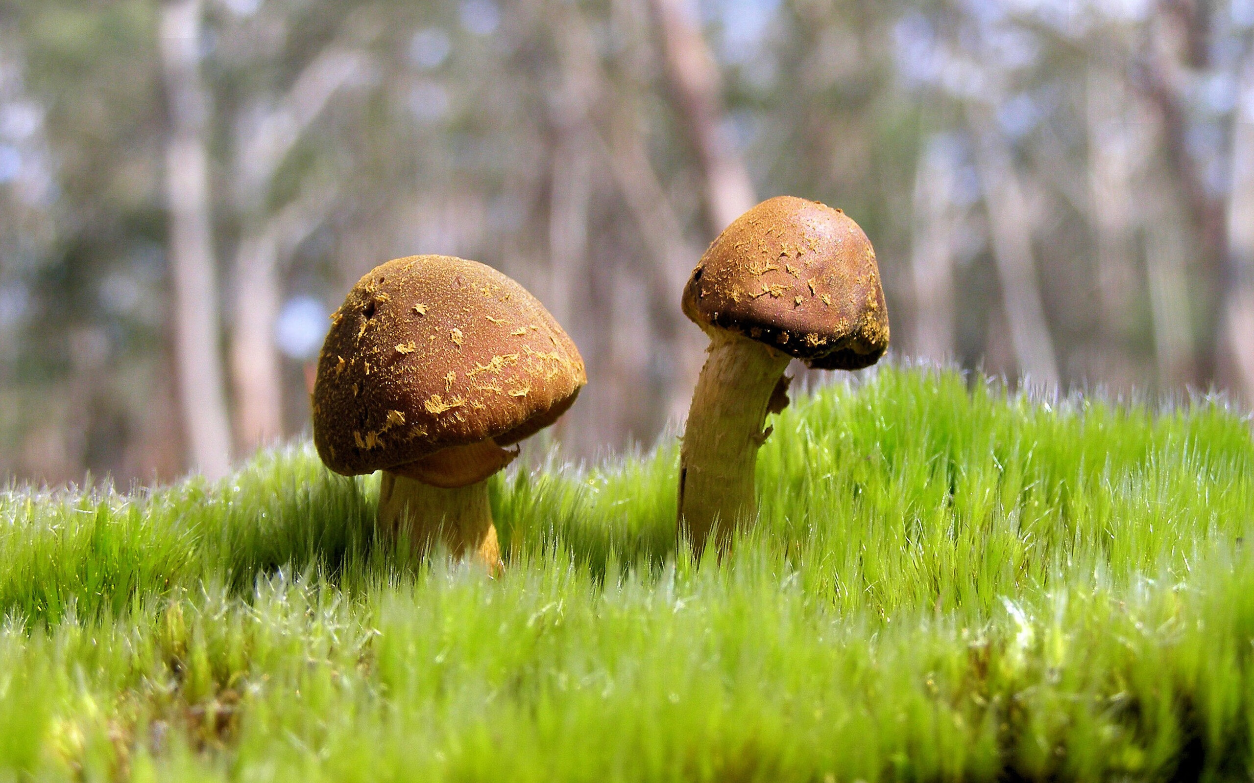 足球没有剧本，当弗拉霍维奇杀死悬念，瑞士撕碎童话