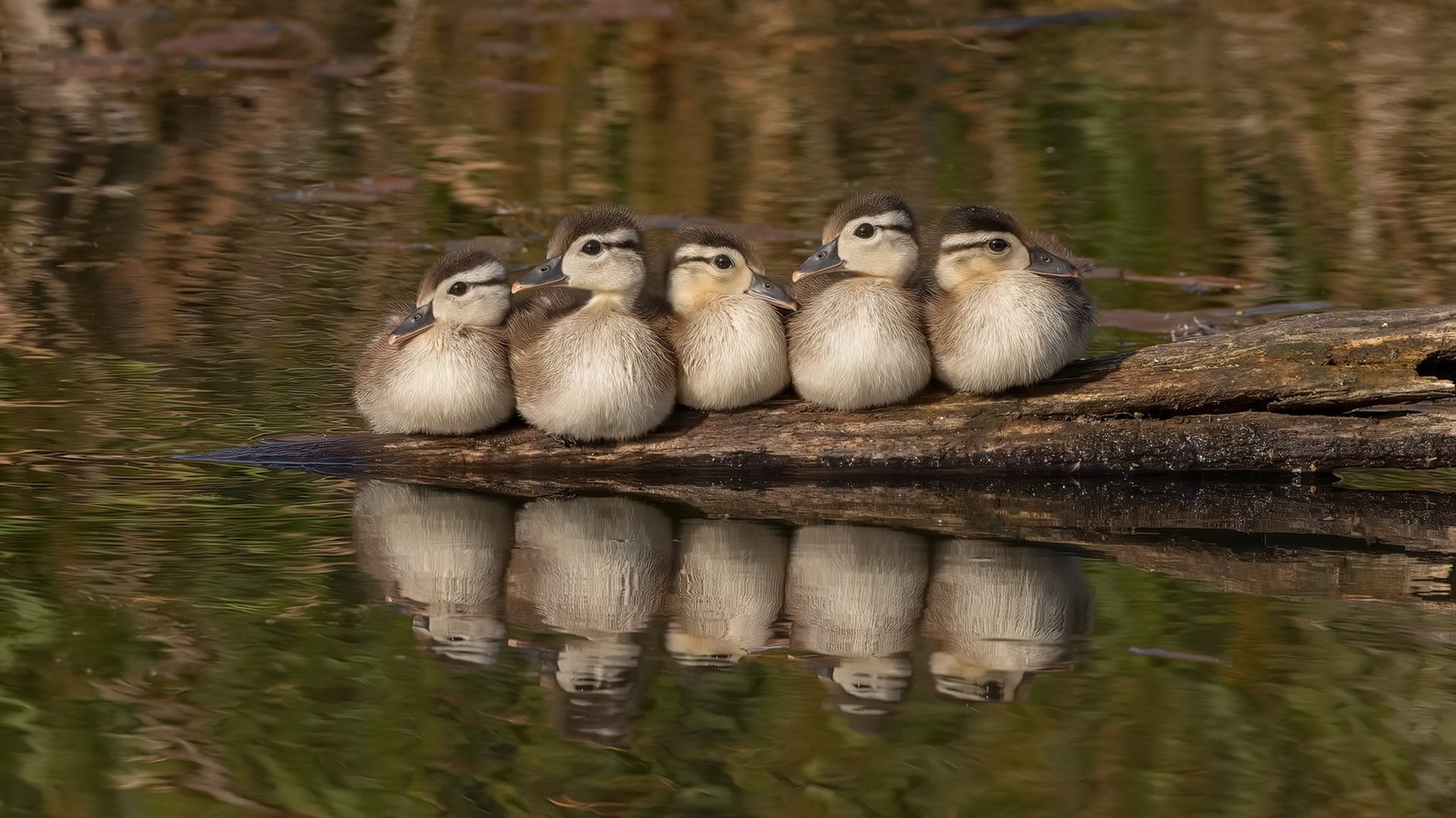 极速与绿茵的交错,虚拟F1街道赛上演新西兰绝杀拜仁焦点战