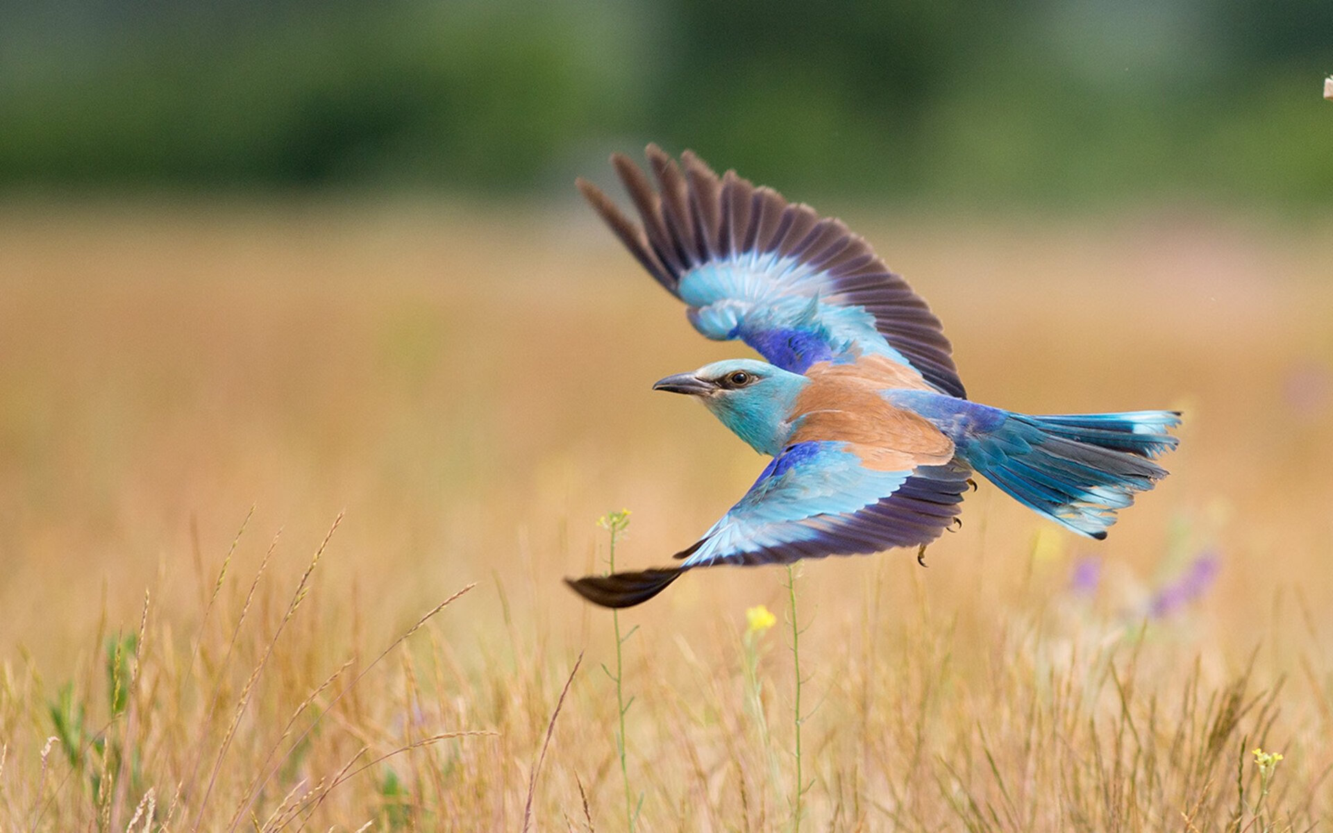 不是所有重逢都叫宿命,欧文在骑士主场的无声宣言