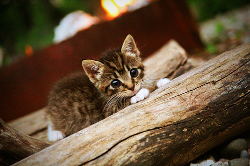 最大胆的假设，最沉重的回击，魔术如何在一场不可能的对决中彻底击溃雷霆