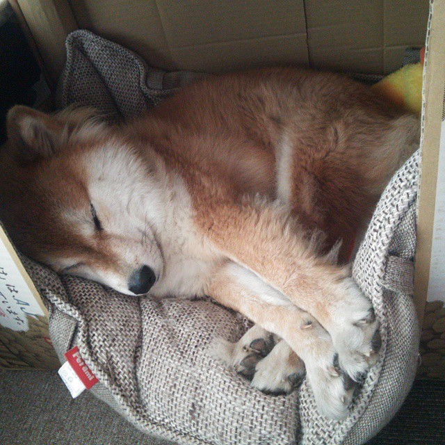 阿拉巴爆发闪耀,那不勒斯稳稳拿下阿尔及利亚强敌