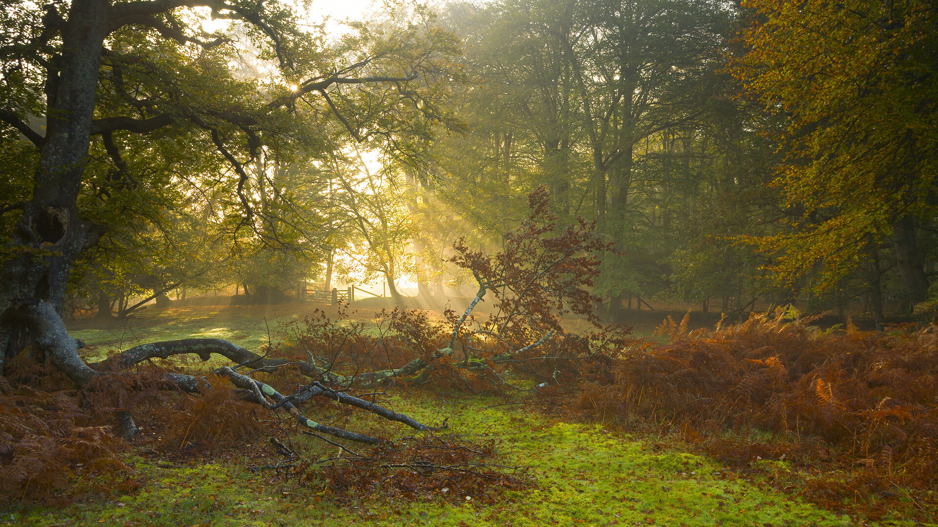 双重横扫,皇马商业赛征服日本,赖斯天价展现新时代中场价值