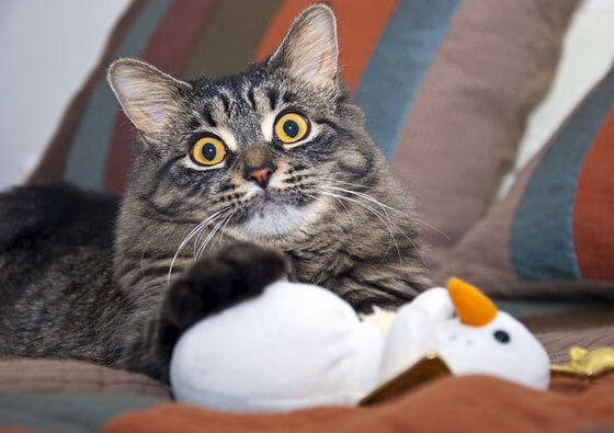 从排位悬崖到云端，鹈鹕力克黄蜂背后的季后赛版图暗战