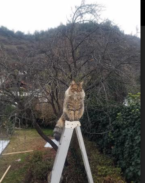 欧战之夜,贝蒂斯稳如磐石击退摩纳哥,阿克一剑封喉诠释关键先生