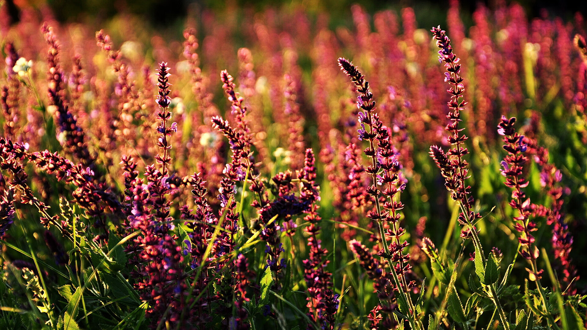 足球新大陆的崛起，维尼修斯的天赋洪流如何漫过曼城的精密堤坝