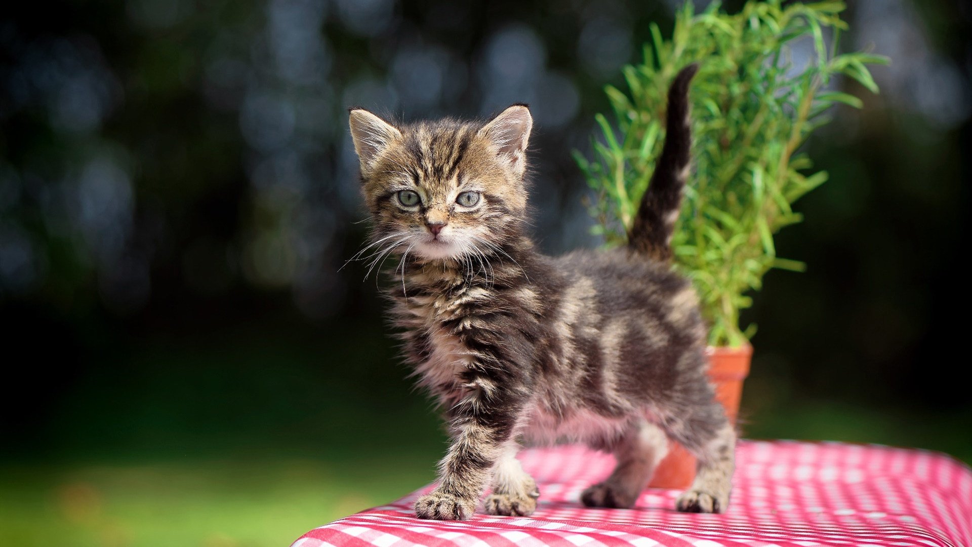 穿过风暴的海燕,当葡萄牙巨浪冲垮哥斯达黎加礁石,劳塔罗在压力下完成爆发