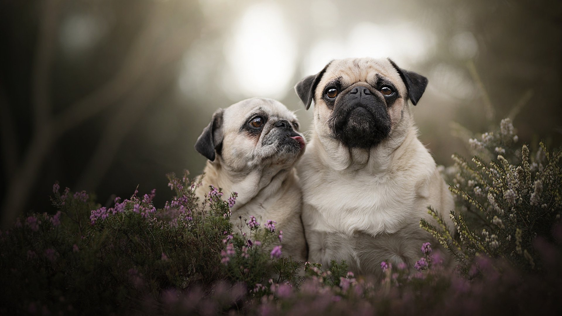 双城记，当威斯特法伦的呐喊遇见大西北的狂沙